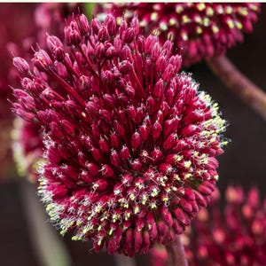3 Red Mohican Allium Bulbs. Plant now for next spring color. Super Easy to Grow. Attracts Butterflies. Deer Resistant. Rare red allium color