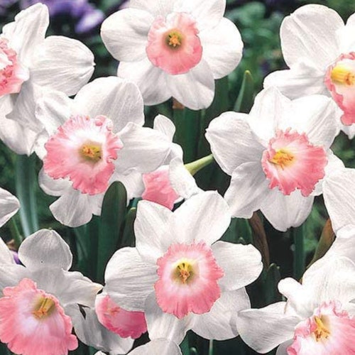 4 Large Pink Daffodil Perennial Bulbs. Huge Blooms. Comes Back Etsy