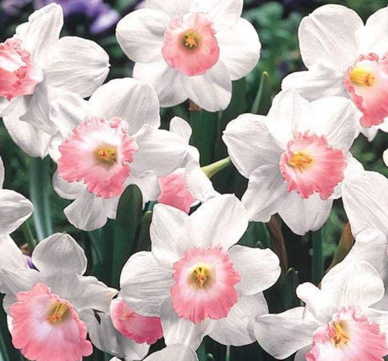 7 Large Pink Daffodil Perennial Bulbs. Huge Blooms. Comes Back Every Year. Super Easy to Grow