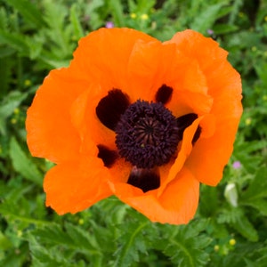 May include: A vibrant orange poppy flower with a dark purple center and black markings. The petals are ruffled and textured, set against a backdrop of green foliage. The flower is in full bloom, showcasing its intricate details.