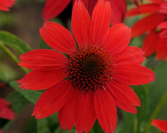 3 Live Echinacea Red Kismet Coneflower Perennial Plants. Cool Colors. Attracts Butterflies and Hummingbirds. Shipped Trimmed and dormant.