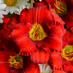 May include: Close-up of red lily flowers with yellow centers. The petals are ruffled and have a deep red color.