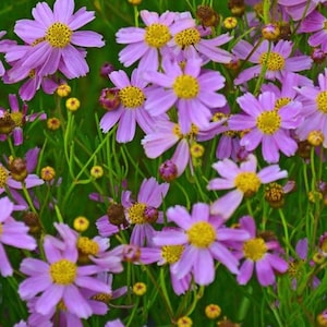 5 Live American Dream Pink Coreopsis Perennials. Stunning Colors. Super Easy to Grow. Loves Sun. Attracts Butterflies and Hummingbirds.