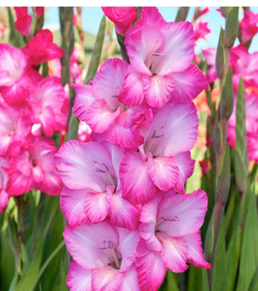 6 Pretty in Pink Gladiolus. Super Healthy Bulbs. Grows to 4 Etsy