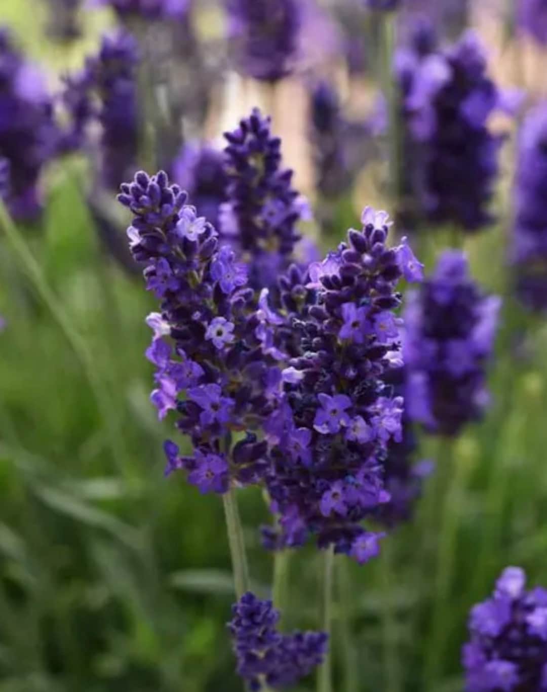 3 Live Lavandula Angustifolia English Lavender' Starter Perennial Plants. Super Healthy. Ready