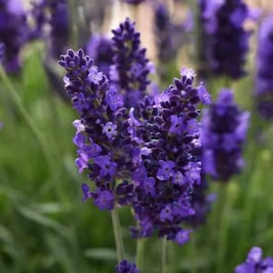 3 Live Lavandula angustifolia English Lavender' Starter Perennial Plants.  Super Healthy. Ready to Plant.