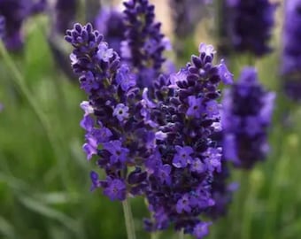 3 Live Lavandula angustifolia English Lavender&#39; Starter Perennial Plants. Super Healthy. Ready to Plant.