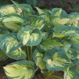 May include: A close-up of a hosta plant with large, heart-shaped leaves. The leaves are a mix of green and creamy yellow, with the lighter color in the center and edges. The plant has a lush, full appearance.