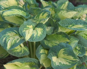 Hosta Party Popper, planta perenne joven. Se envía a raíz desnuda, en estado de latencia. Muy saludable. Le encanta la sombra. Fácil de cultivar.