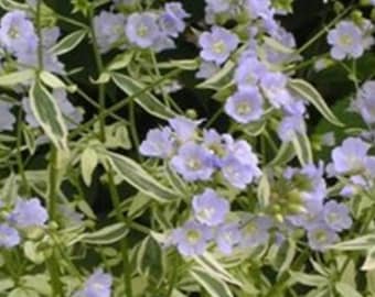 2 Polemonium 'Brise d'Anjou', planta perenne de inicio (escalera de Jacob). Supersaludable y lista para plantar.