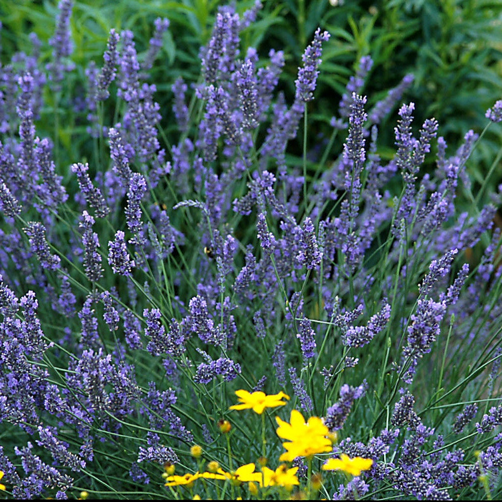3 Live Lavandula Spanish LAVENDER Starter Perennial Plants. Super Healthy. Ready to Plant.