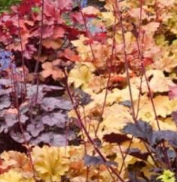 6 Mixed Heuchera Coral Bells Starter Perennials. Great for front of your border. Stunning Colors.