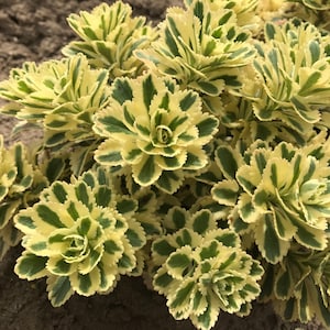 Sedum Atlantis Stonecrop Succulent Perennial. Super Healthy.