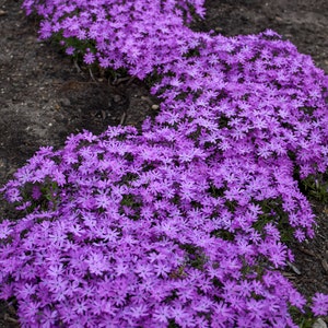 6 Live Phlox Bedazzled Pink Starter Perennials. Attracts Butterflies and Hummingbirds. Easy to grow. Loves sun.
