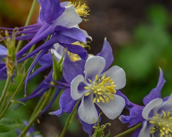 2 Aquilegia Blue Jay Live Columbine Perennial Plants. Super Healthy Ships Today