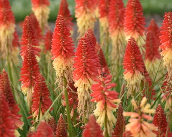 3 Live Kniphofia Rocket's Red Glare Red Hot Poker Perennial Plant. Stunning Colors. Attracts Butterflies and Hummingbirds