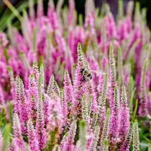 May include: A close-up of a field of pink flowers with green stems and tips. A bee is perched on one of the flowers, gathering nectar. The flowers are in full bloom, creating a vibrant and colorful scene.