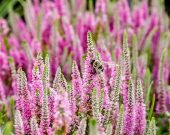 4 Live Veronica 'Pink Potion' Starter Spike Speedwell Perennial Plants. Ships Fast Today. Attracts Butterflies.