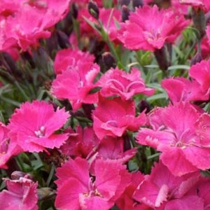 3 Live Dianthus Pink Perennial Plants. Loves Sun. Easy to Grow. Pollinator