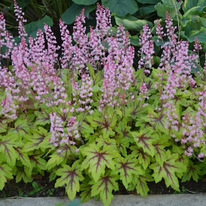 May include: A close-up of a perennial plant with light green leaves featuring dark red veins. Tall, slender stems bear clusters of small, light pink flowers. The plant is in a garden setting, with other greenery in the background.