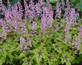 3 Heuchera Raspberry Eye Live Perennial Plants. Stunning Colors. Super Healthy. Ready for your Garden