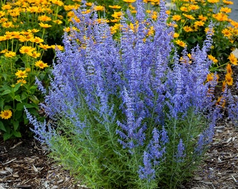 2 Live Perovskia atriplicifolia 'Denim 'n Lace Starter Russian Sage Perennial Plants. Stunning Color and Fragrance. Pollinator