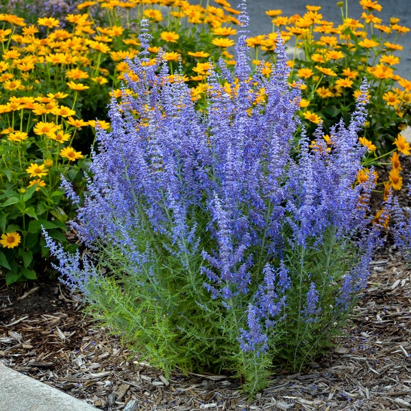 2 Perovskia atriplicifolia 'Denim 'n Lace Starter Plantes vivaces vivantes de sauge de Russie. Couleur et parfum époustouflants. Pollinisateur