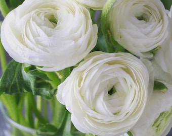 6 Healthy Corms White Ranunculus Stunning Vibrant  Colored Blooms - Loves Butterflies, Critter Resistant. Easy to Grow