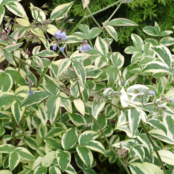 Polemonium 'touch of class' Jacobs Ladder Starter Perennial Plant. Super healthy,  and ready to plant