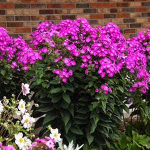 May include: A vibrant display of pink phlox flowers in full bloom, with lush green foliage. The flowers are clustered together, creating a dense, colorful arrangement. White flowers with yellow centers are also visible. The background features a brick wall.