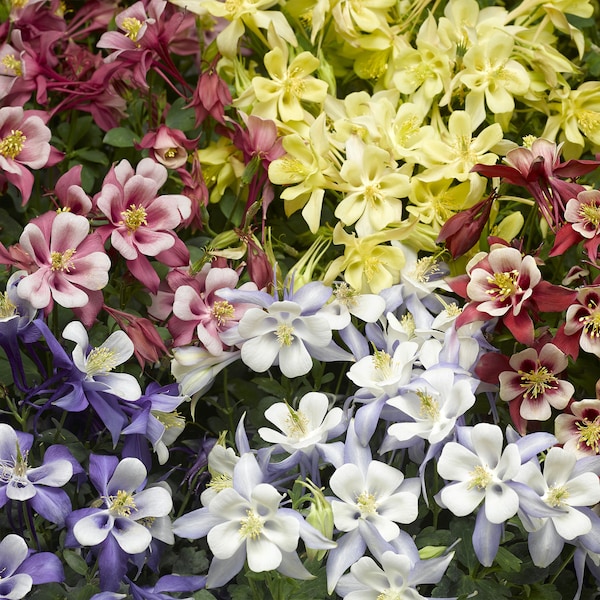 3 Mixed Aquilegia Rainbow Columbine Perennial Plants. Super Healthy. Ready for late summer planting. Pollinator