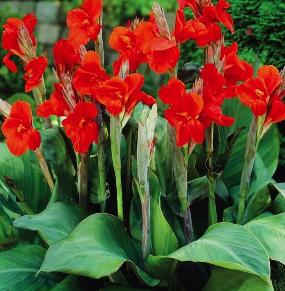 2 Giant Canna Red King Humbert Clumps Produces Fire Engine Red Blooms.  Giant Clump With Multiple Bulbs Ready to Plant or Store Until Spring - Etsy