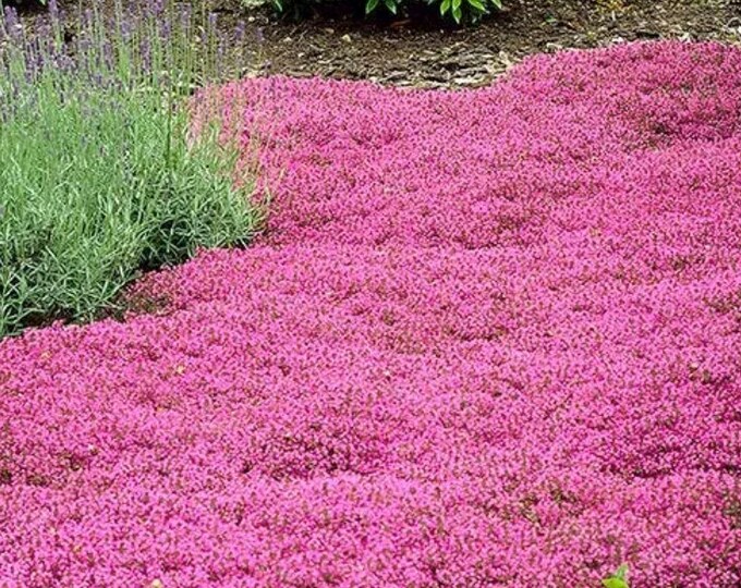 3 Live Creeping Thyme Starter Perennial Plants Etsy