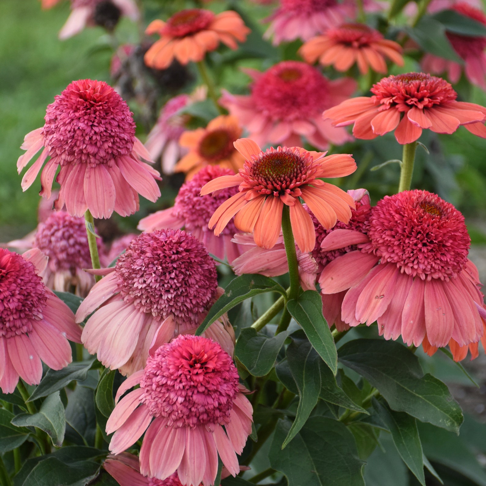 Echinacea Double Dipped Rainbow Sherbet