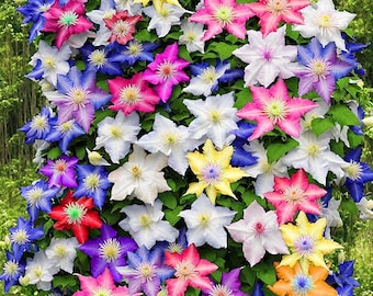 Clematis” Little Mermaid”/”小美人鱼” Bare Root - Etsy