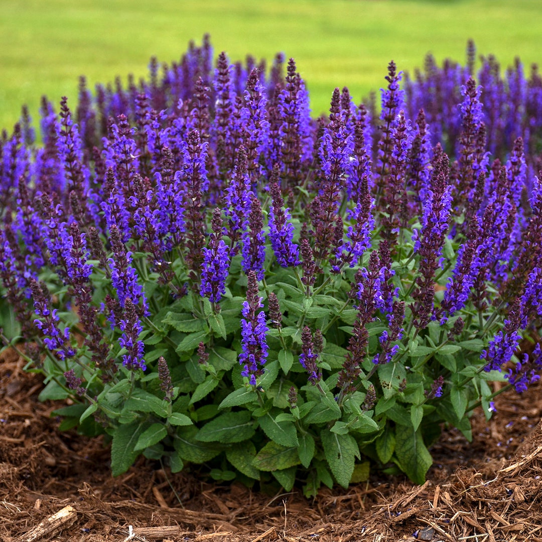 6 Live Salvia Nemorosa 'bumbleblue Starter Perennial Plants. Stunning Colors. Attracts Butterflies and Perennials