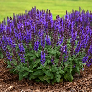 6 Live Salvia nemorosa 'Bumbleblue Starter Perennial Plants. Stunning Colors. Attracts Butterflies and Perennials