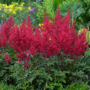 Red Sentinel Japanese Astilbe Shade Loving Perennial. Easy to Grow