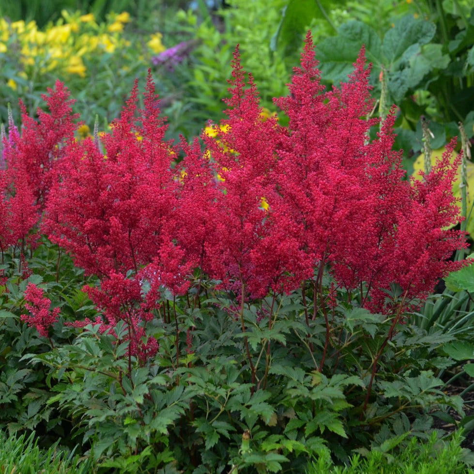 Red Sentinel Japanese Astilbe Shade Loving Perennial. Easy to Grow