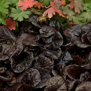 6 Ajuga Black Scallop Perennial Plants. Easy to Grow. Awesome ground cover.