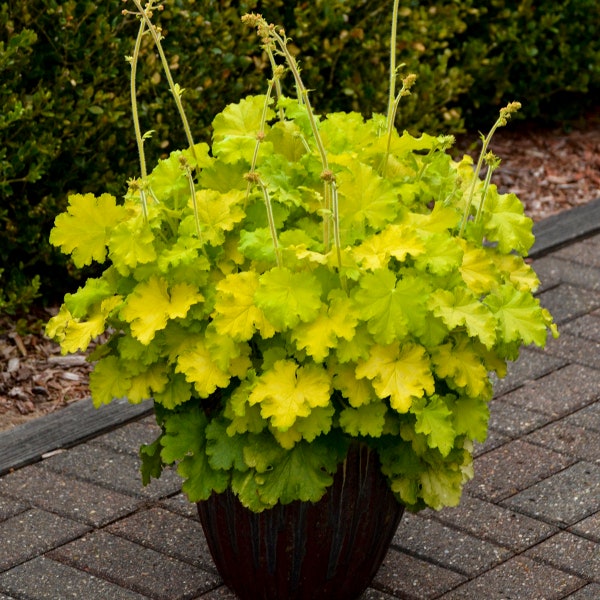 3 Heuchera 'Lemon Love' Live Starter Perennial Plants Stunning Colors. Super Healthy. Ready for your Garden