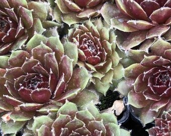 Sempervivum Killer Hens & Chicks. Super Healthy. Perennial. Stunning Purple Color. Succulent