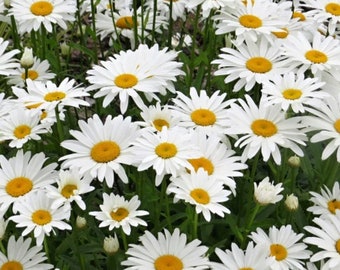 4 Leucanthemum (Shasta Daisy) starter Perennial Flowers