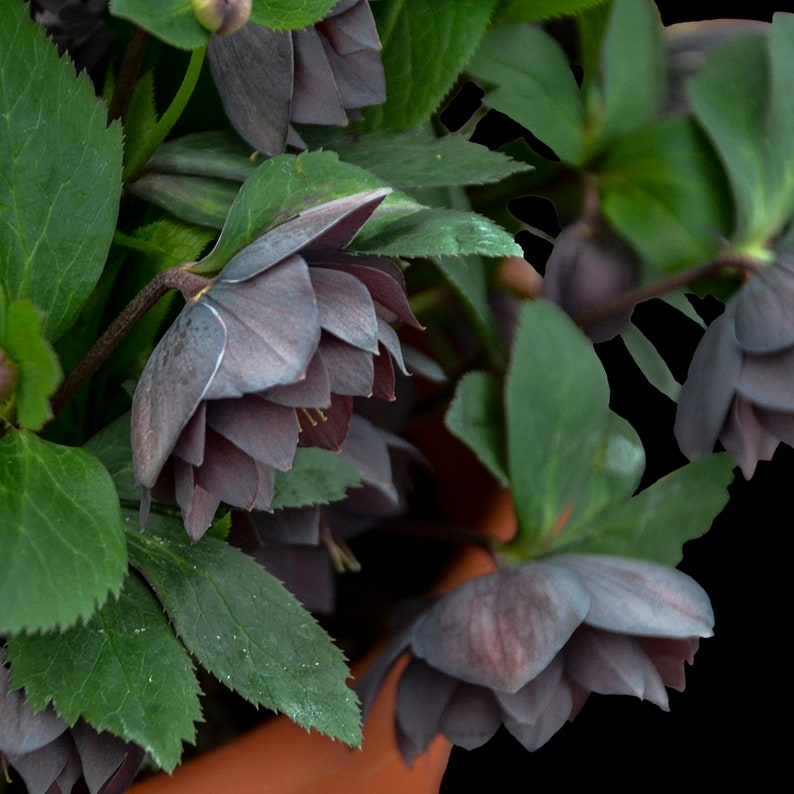 Helleborus 'Dashing Groomsmen' Lenten Rose Perennial - Thumbnail 2