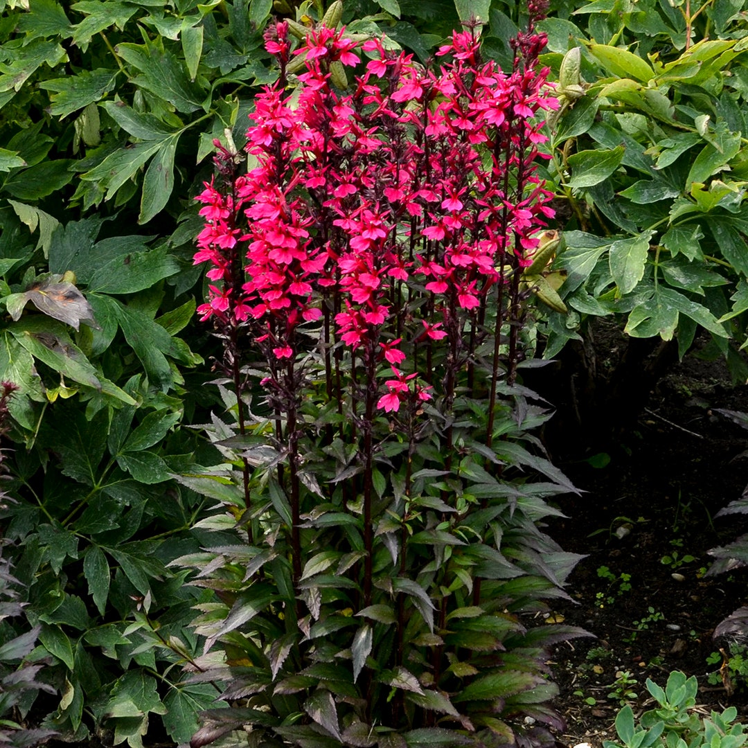 2 Live Lobelia Speciosa Vulcan Red Perennial Plants. Pollinator. Loves ...