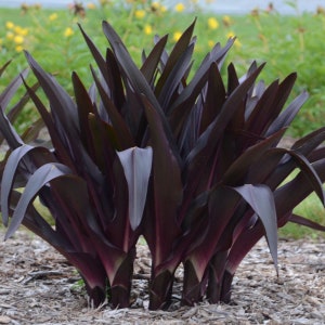 Eucomis 'African Night Pineapple Lily Perennial Bulb. Stunning Blooms. Perennial. Pollinator