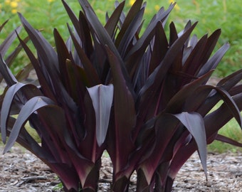 Eucomis 'African Night Pineapple Lily Perennial Bulb. Stunning Blooms. Perennial. Pollinator