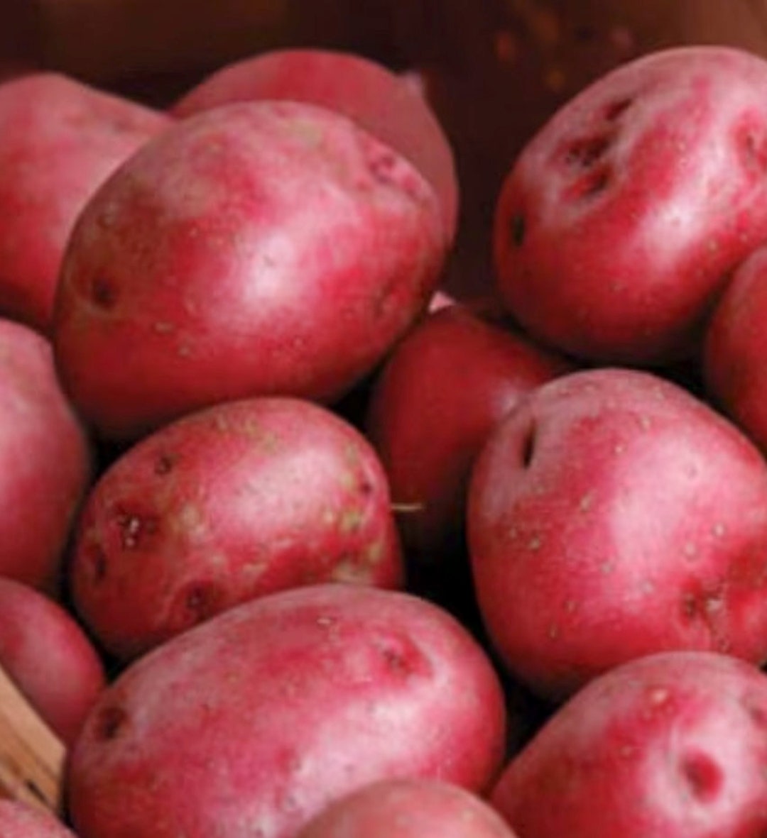 3 Ruby Red Seed Potatoes. Ready to Plant. Will Produce Multiple