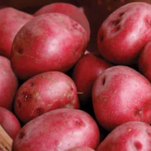 May include: A close-up of a group of red potatoes. The potatoes are smooth and have a slightly shiny surface.