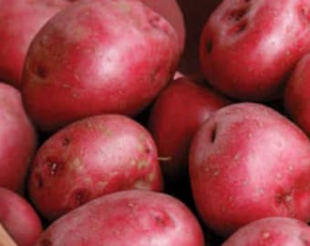 2 Ruby Red Seed Potatoes. Ready to Plant. Will produce multiple potatoes this year. Easy to Grow.
